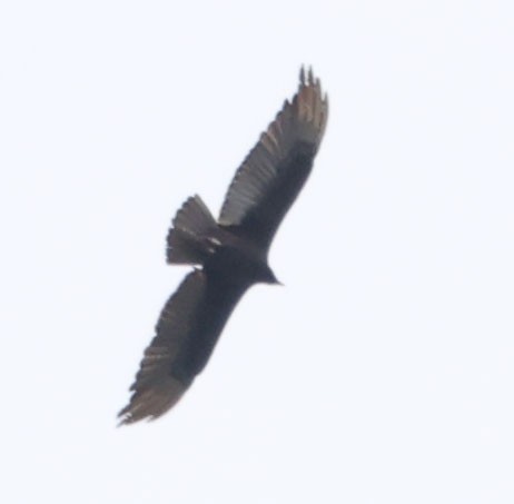 Turkey Vulture - Diane Etchison