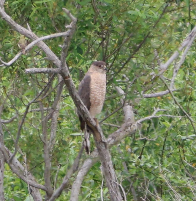 Cooper's Hawk - Diane Etchison