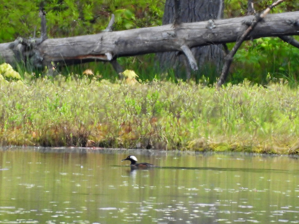 Hooded Merganser - Sharon Wilcox