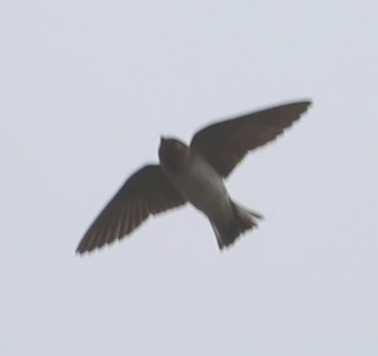 Cliff Swallow - Diane Etchison