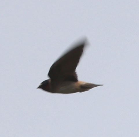 Cliff Swallow - Diane Etchison