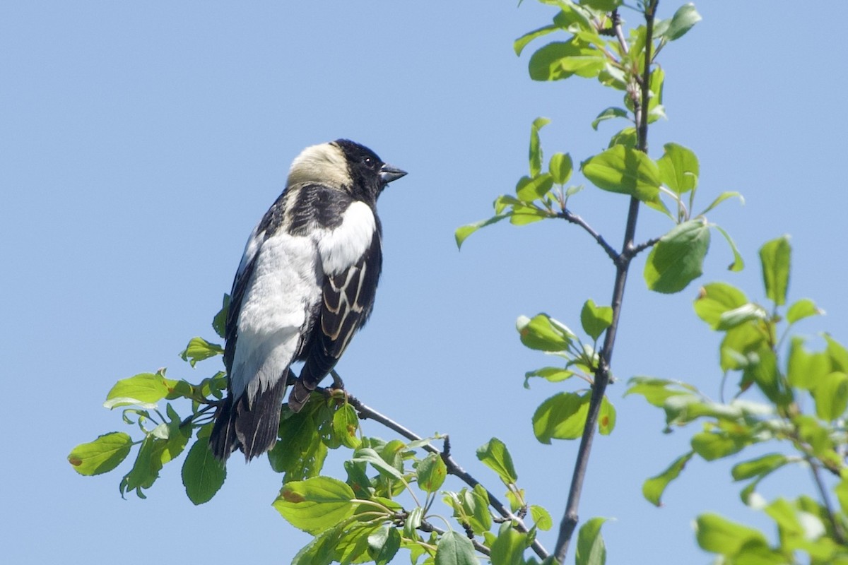 Bobolink - Jerry Horak