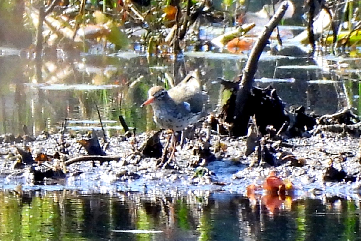 Spotted Sandpiper - Sharon Wilcox