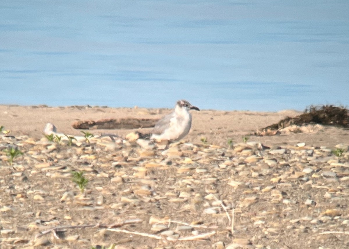 Laughing Gull - ML619550951