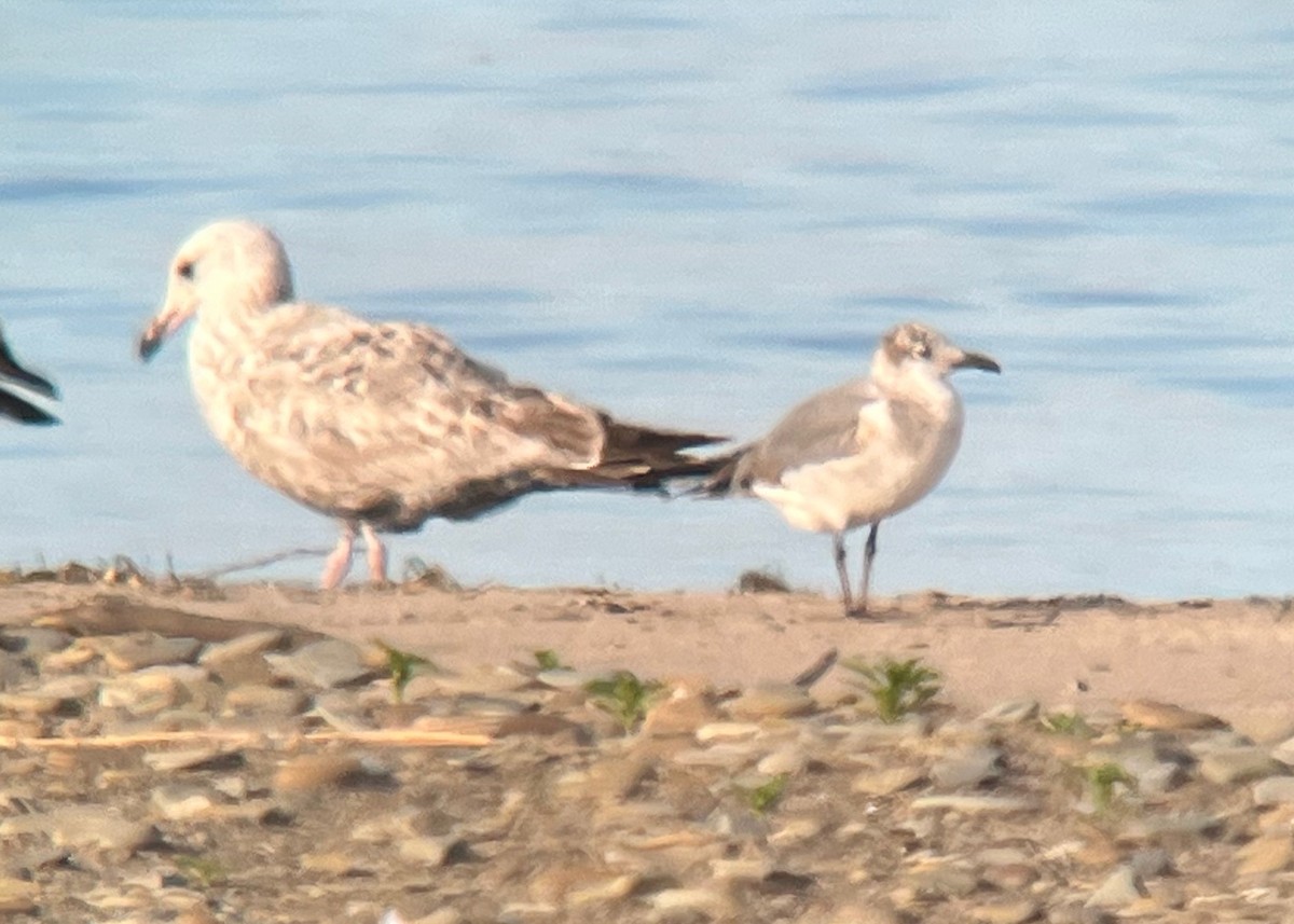 Laughing Gull - Jason Bojczyk