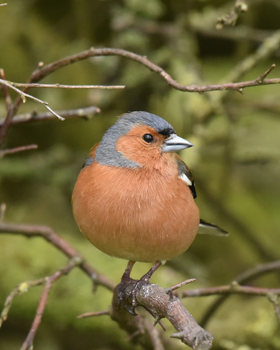 Common Chaffinch - K. Java