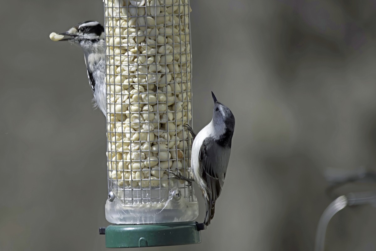 White-breasted Nuthatch - Jim Tonkinson