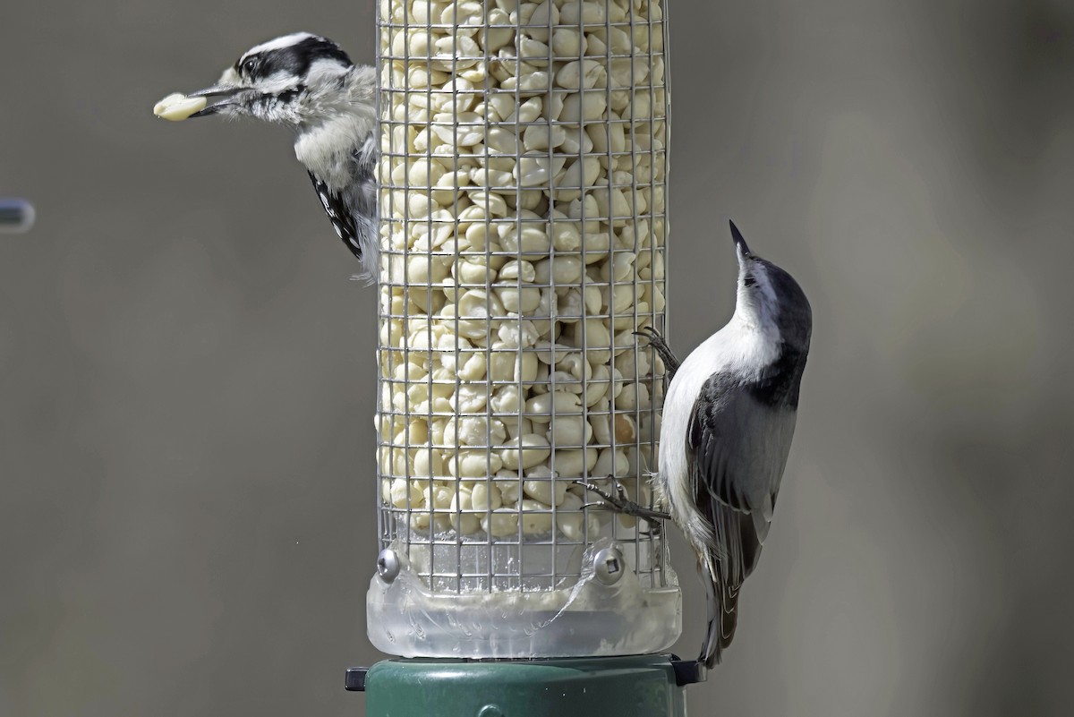 White-breasted Nuthatch - Jim Tonkinson