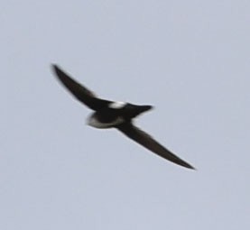 White-throated Swift - Diane Etchison