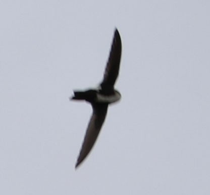 White-throated Swift - Diane Etchison