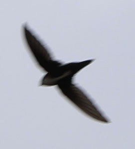 White-throated Swift - Diane Etchison