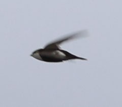 White-throated Swift - Diane Etchison