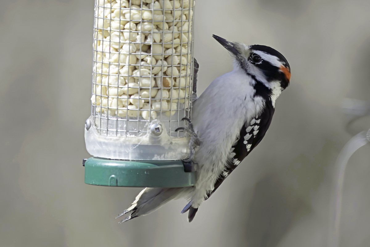 Hairy Woodpecker - Jim Tonkinson