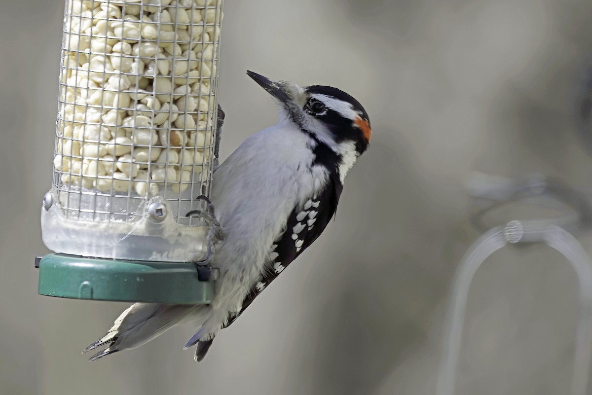 Hairy Woodpecker - Jim Tonkinson