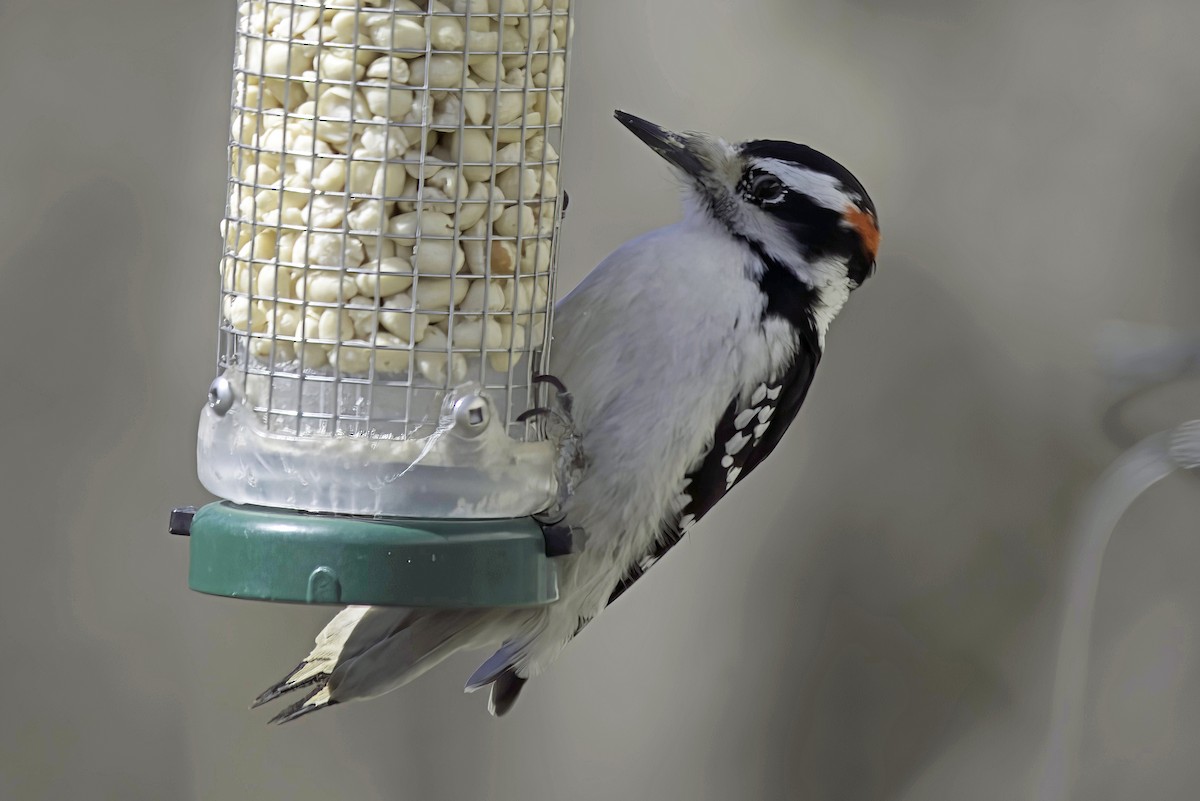 Hairy Woodpecker - Jim Tonkinson