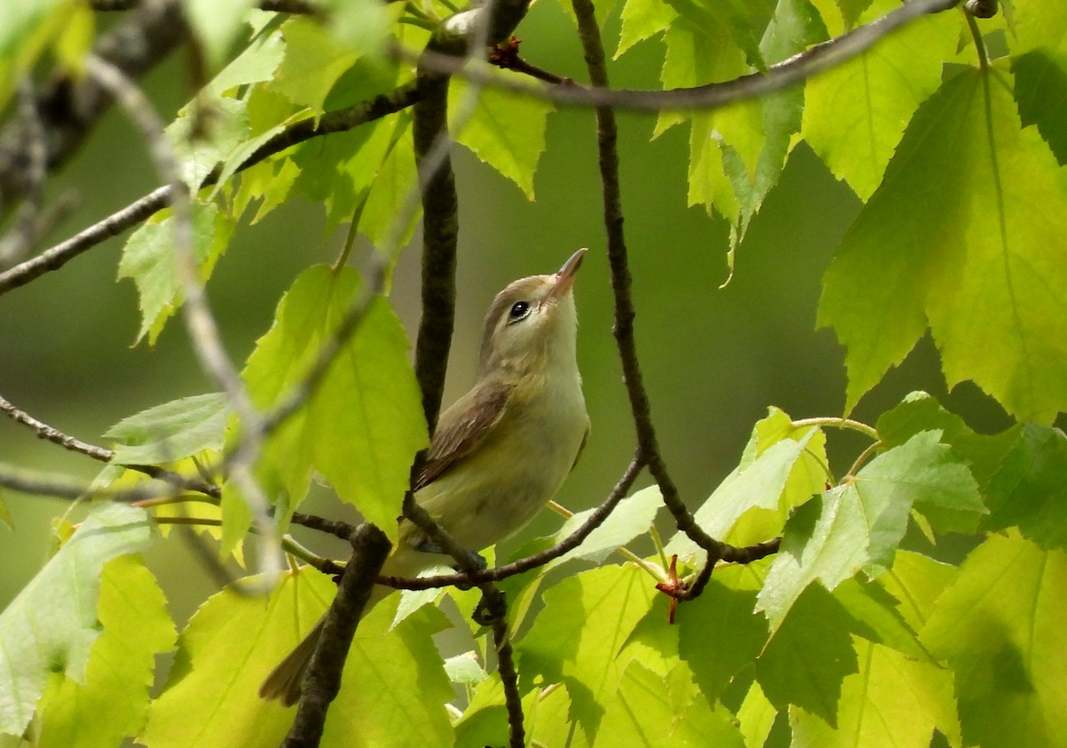 Warbling Vireo - Sharon Wilcox