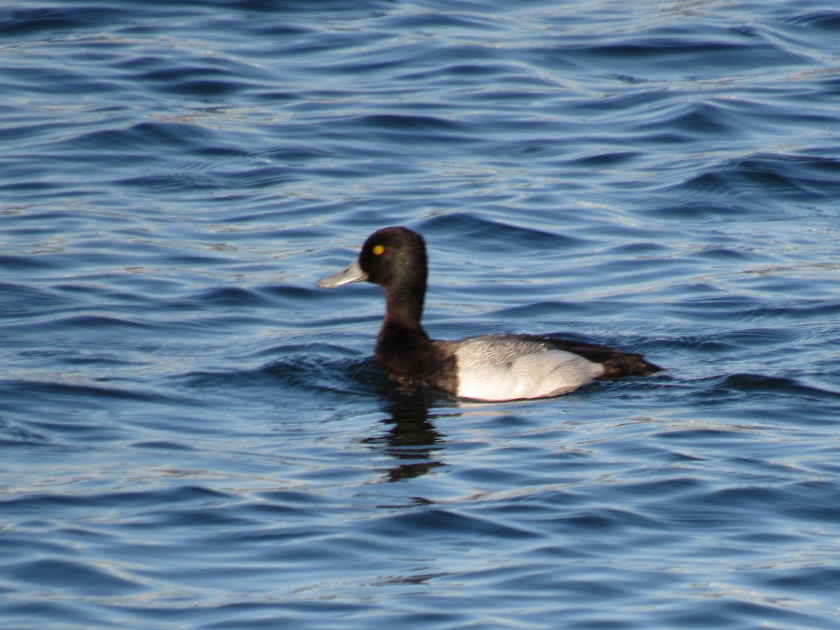 Lesser Scaup - ML619550974