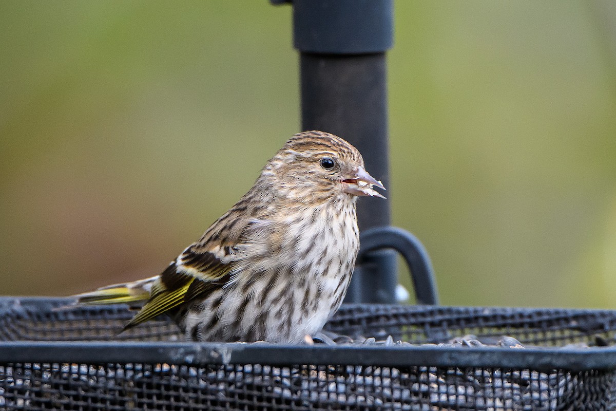 Pine Siskin - Naseem Reza