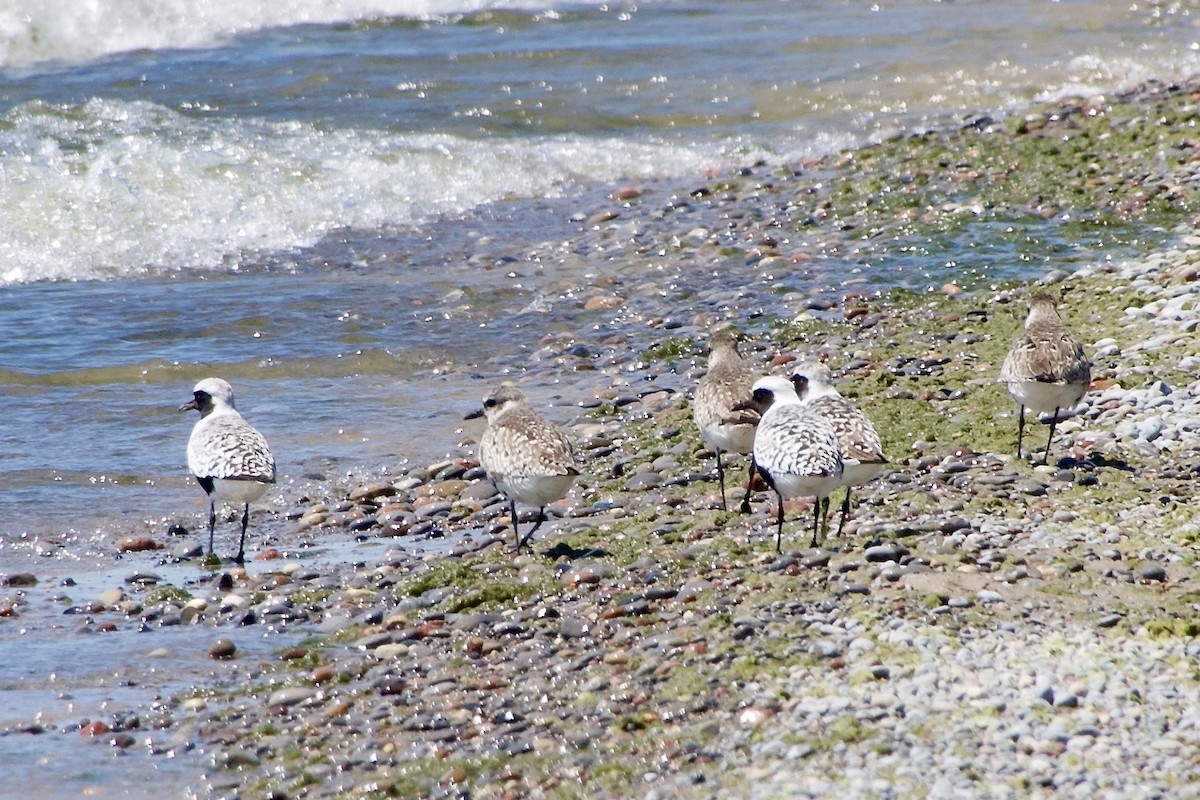 Black-bellied Plover - Jerry Horak