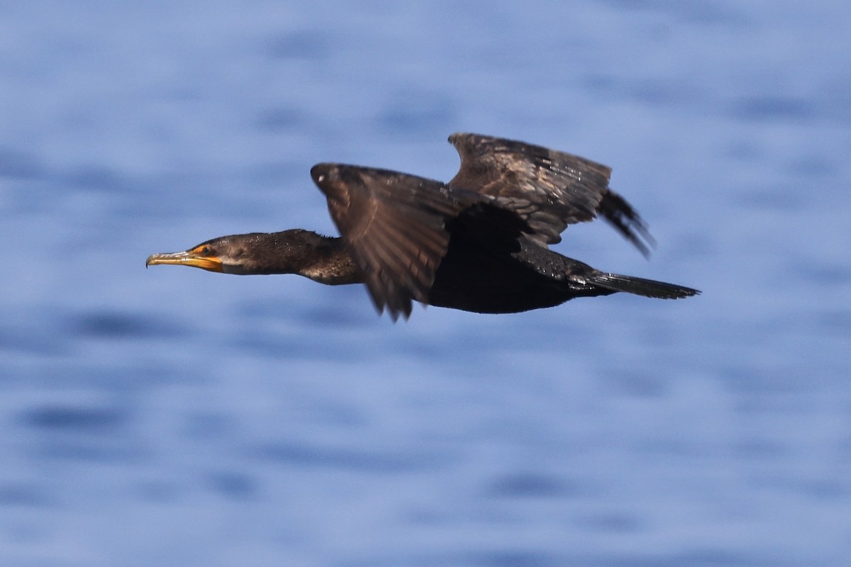 Double-crested Cormorant - Betsy Staples