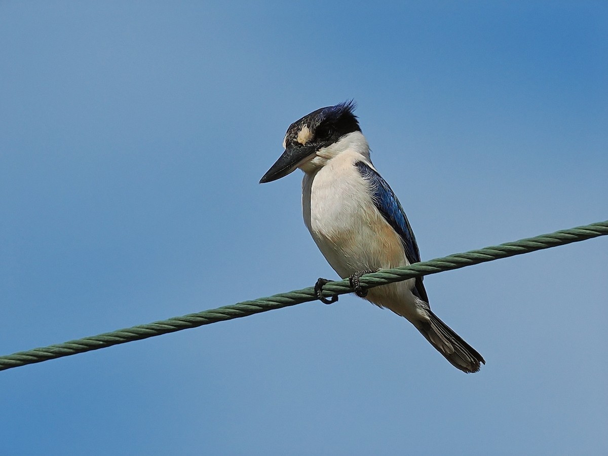 Forest Kingfisher - Len and Chris Ezzy