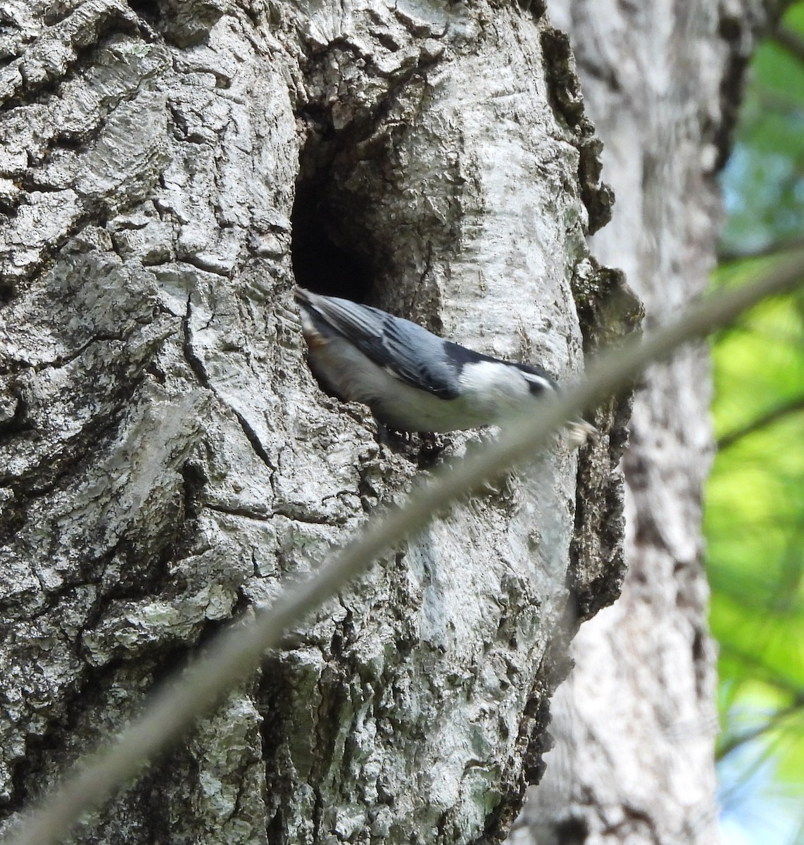 White-breasted Nuthatch - Sharon Wilcox