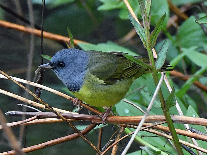 Graukopf-Waldsänger - ML619550987