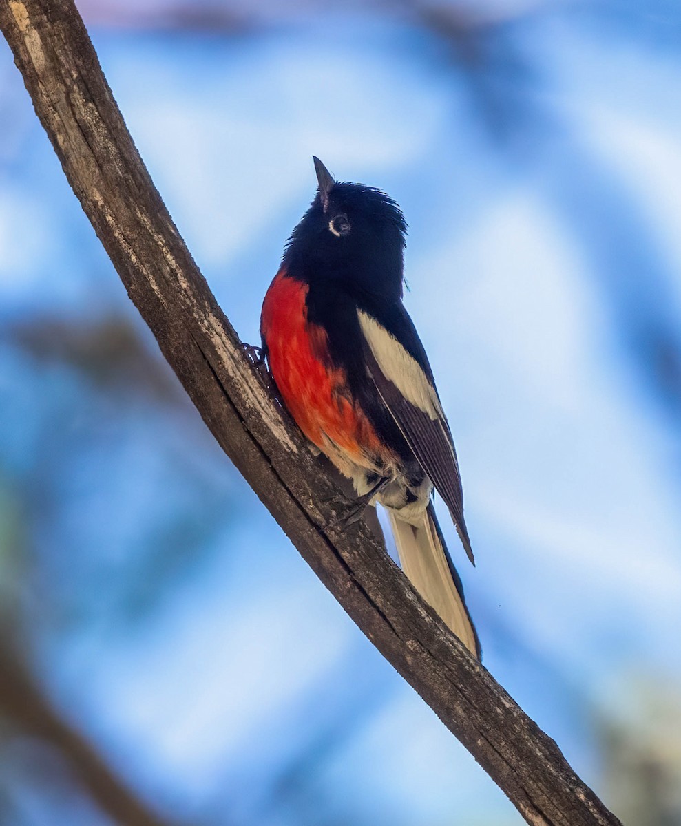 Painted Redstart - Eric Bodker