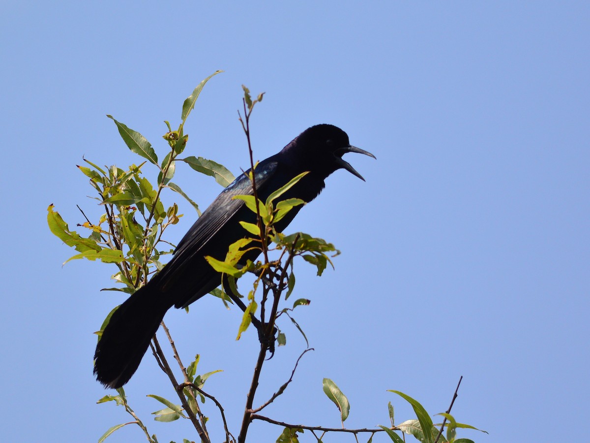 Boat-tailed Grackle - Simon Valdez-Juarez