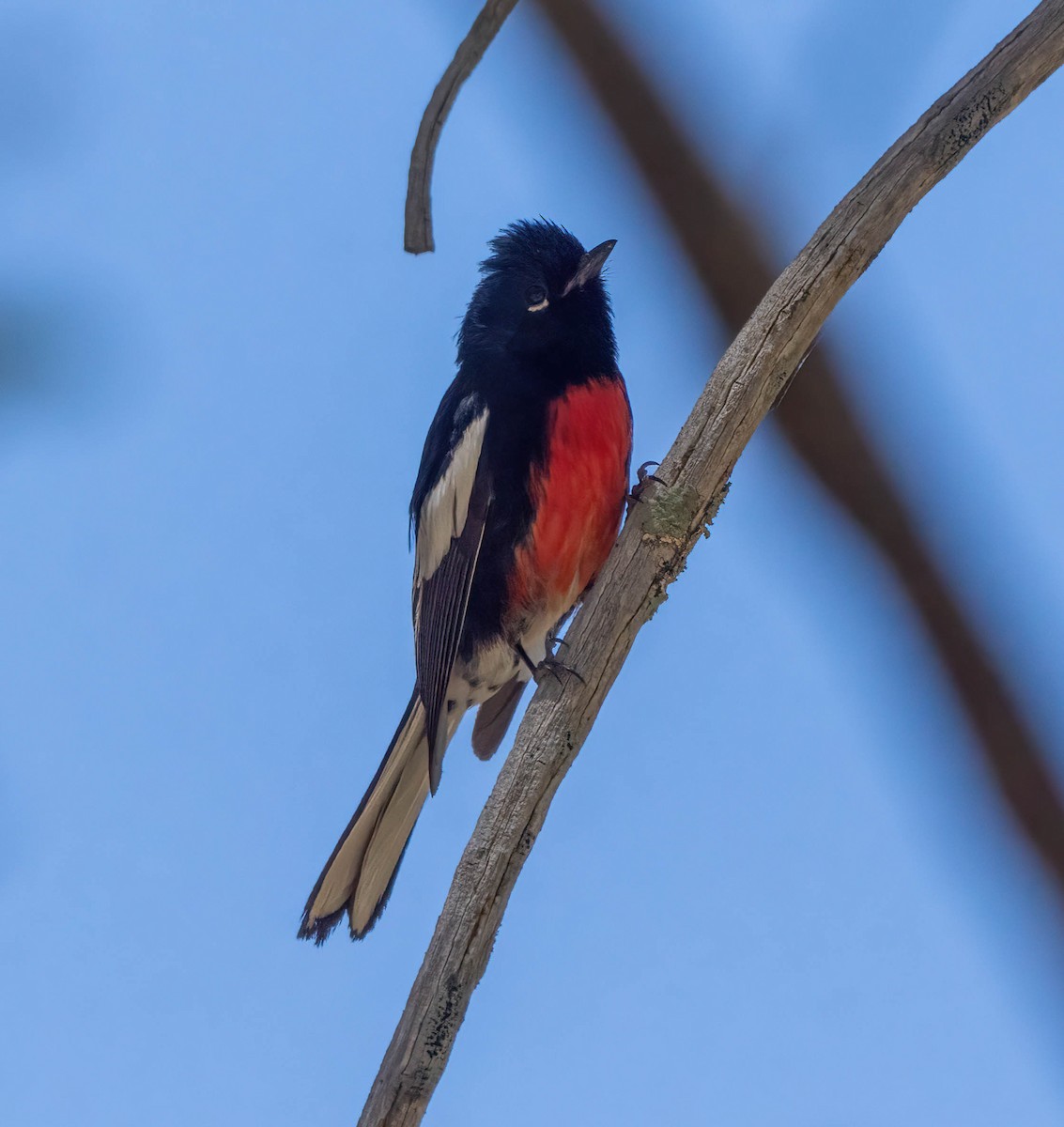 Painted Redstart - Eric Bodker