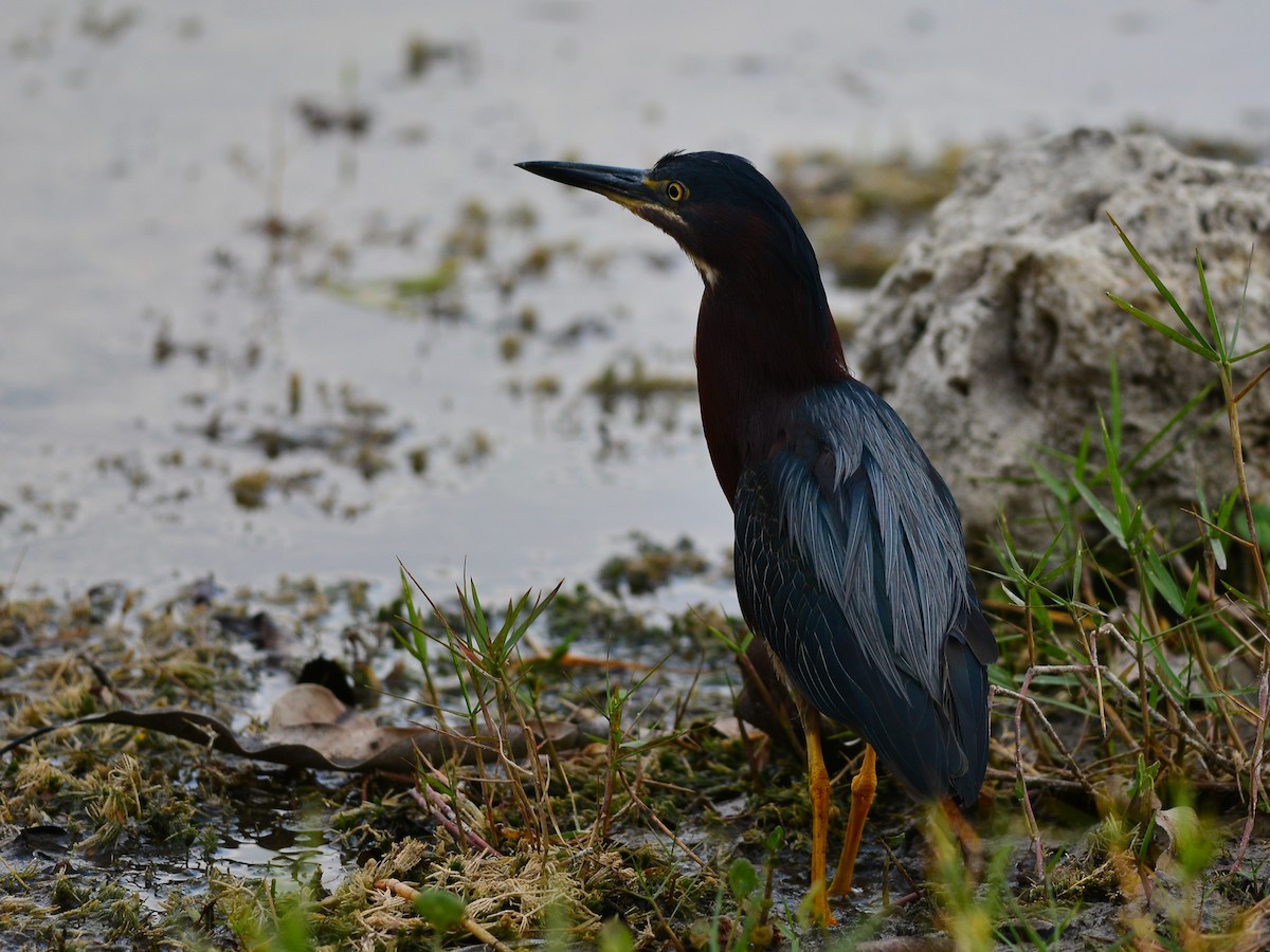 Green Heron - Simon Valdez-Juarez