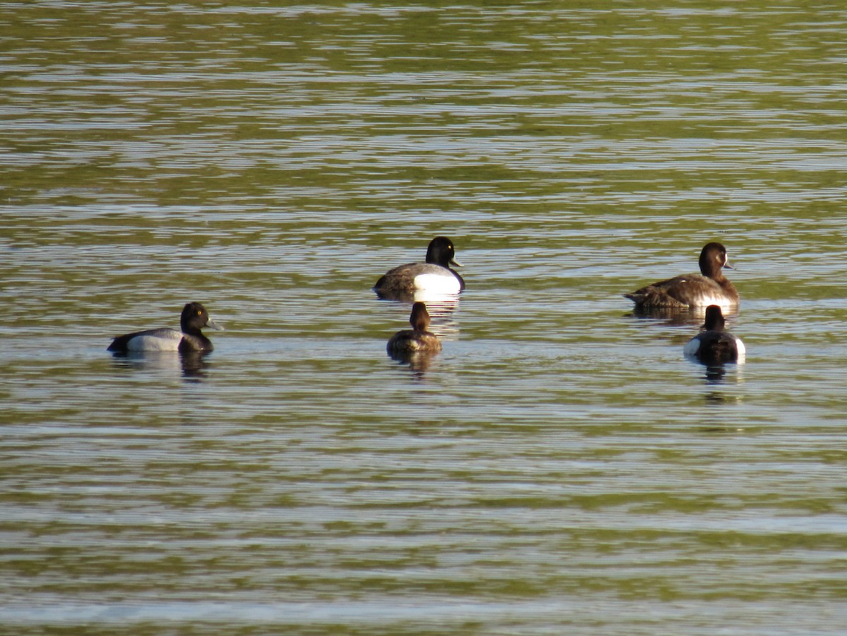 Greater Scaup - Rajas Sambhare