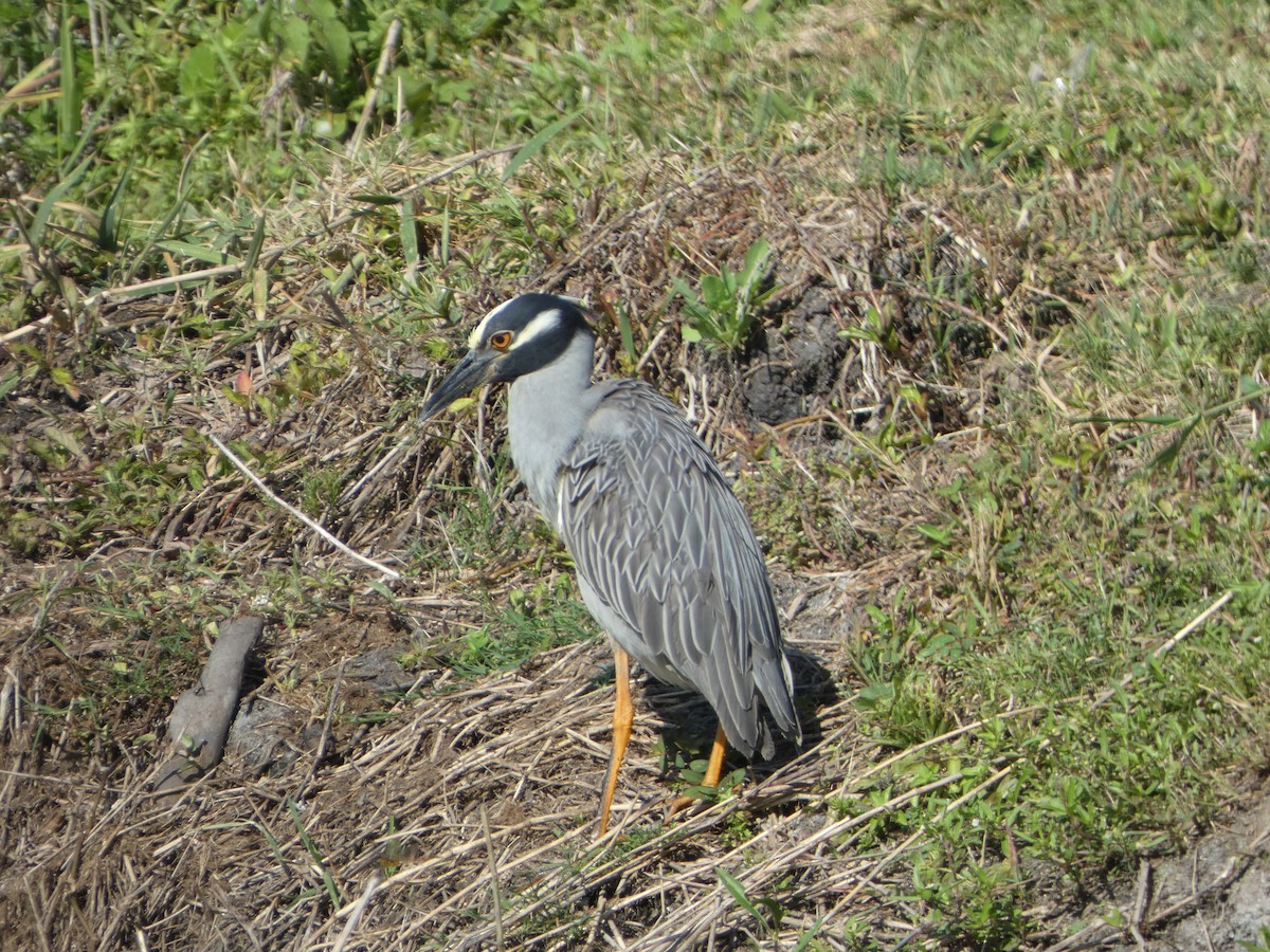 Yellow-crowned Night Heron - ML619551010