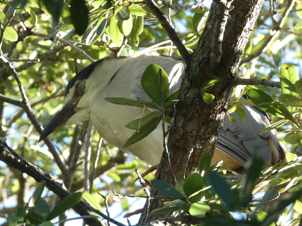 Black-crowned Night Heron - Cecelia Dumois