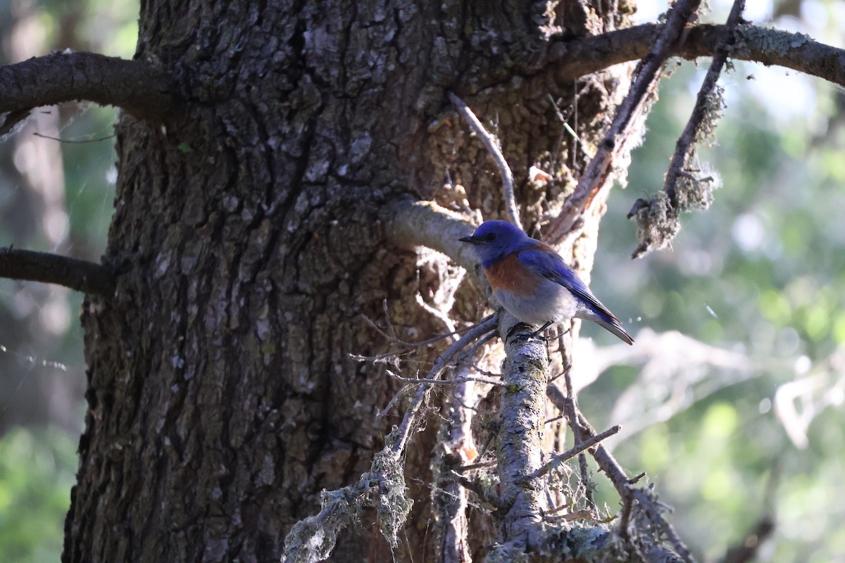 Western Bluebird - Daniel Gillingwater