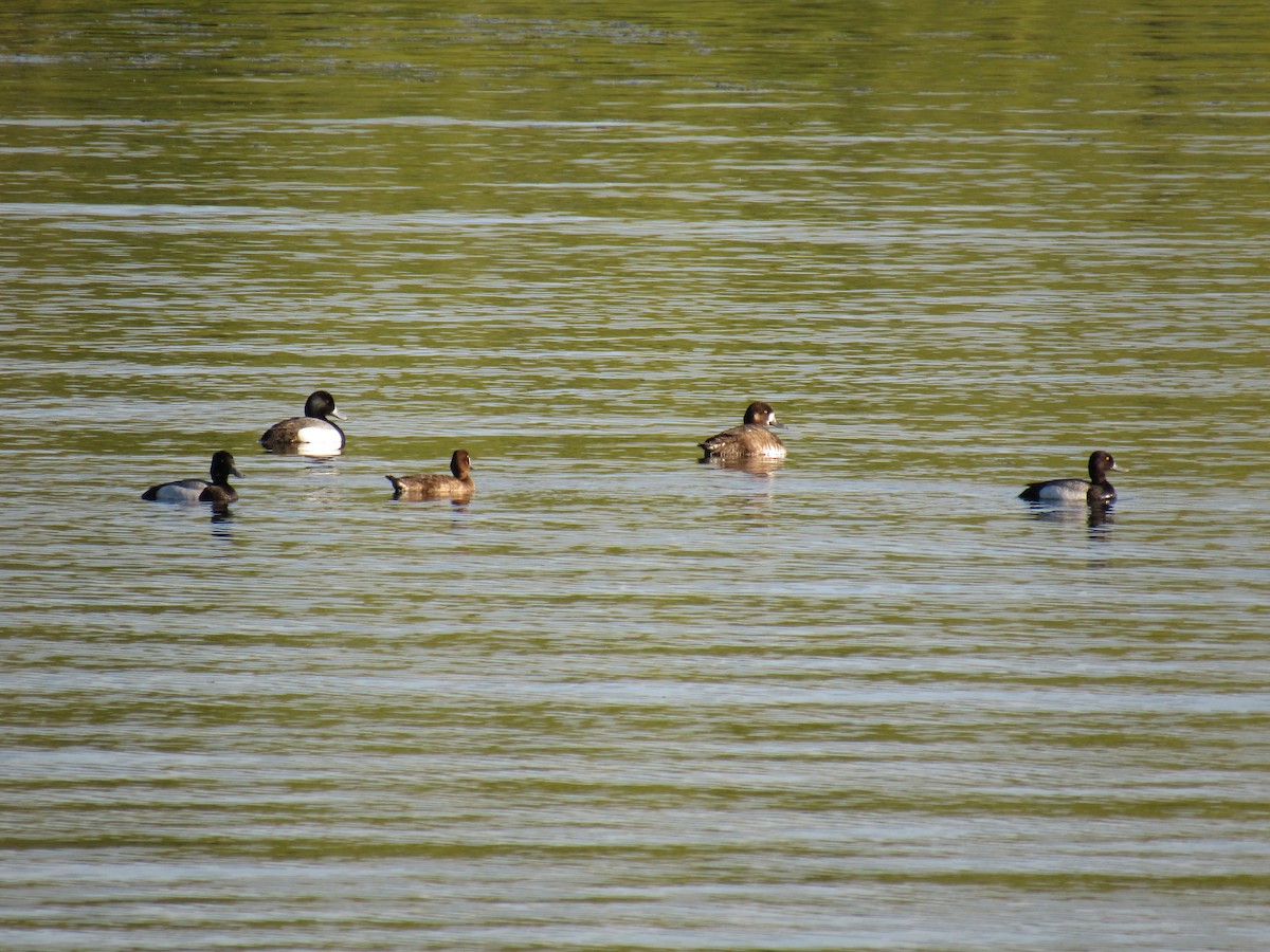 Lesser Scaup - Rajas Sambhare