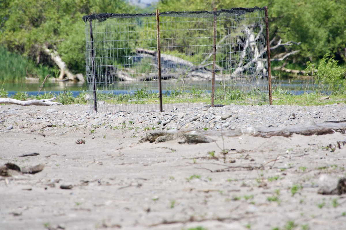 Piping Plover - Jerry Horak