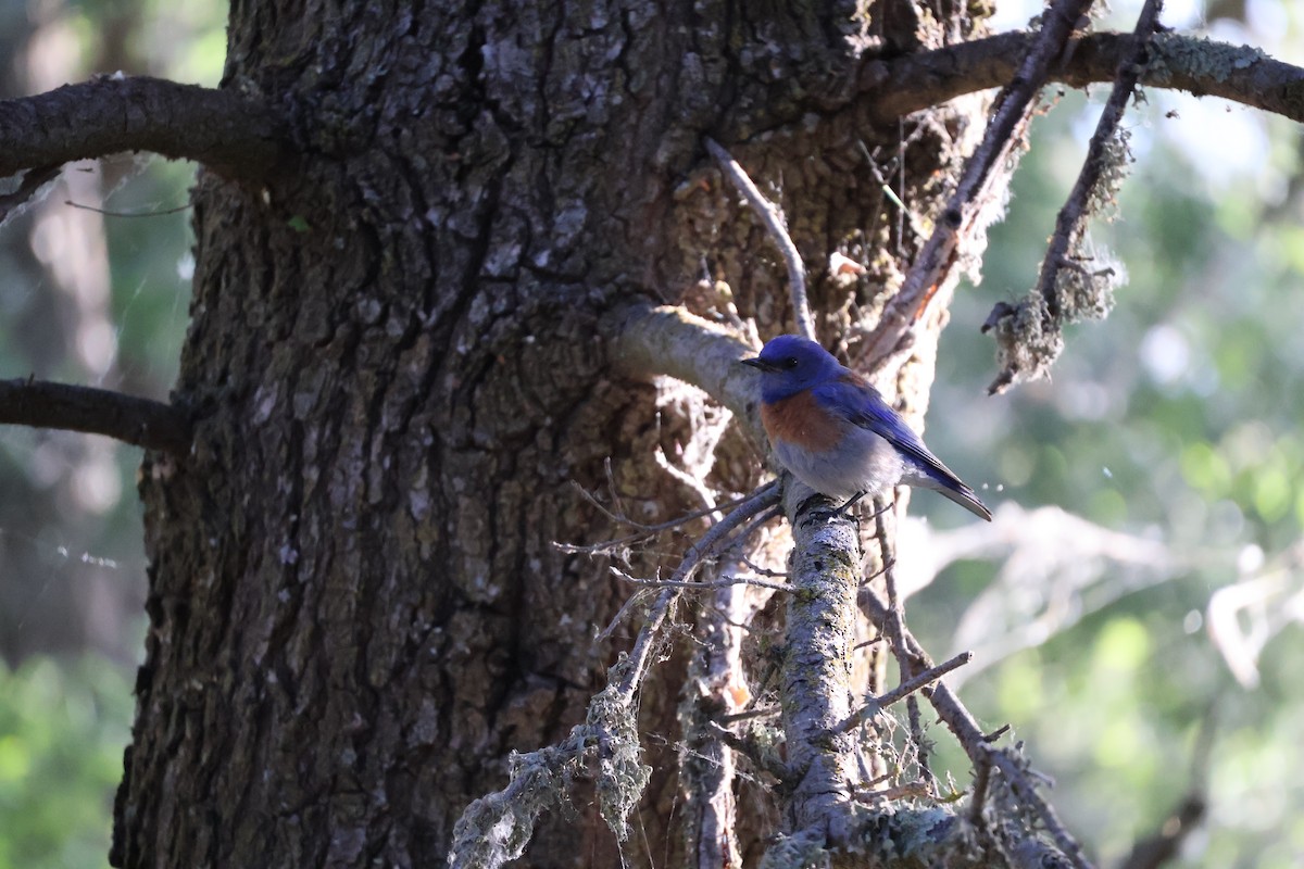 Western Bluebird - ML619551023