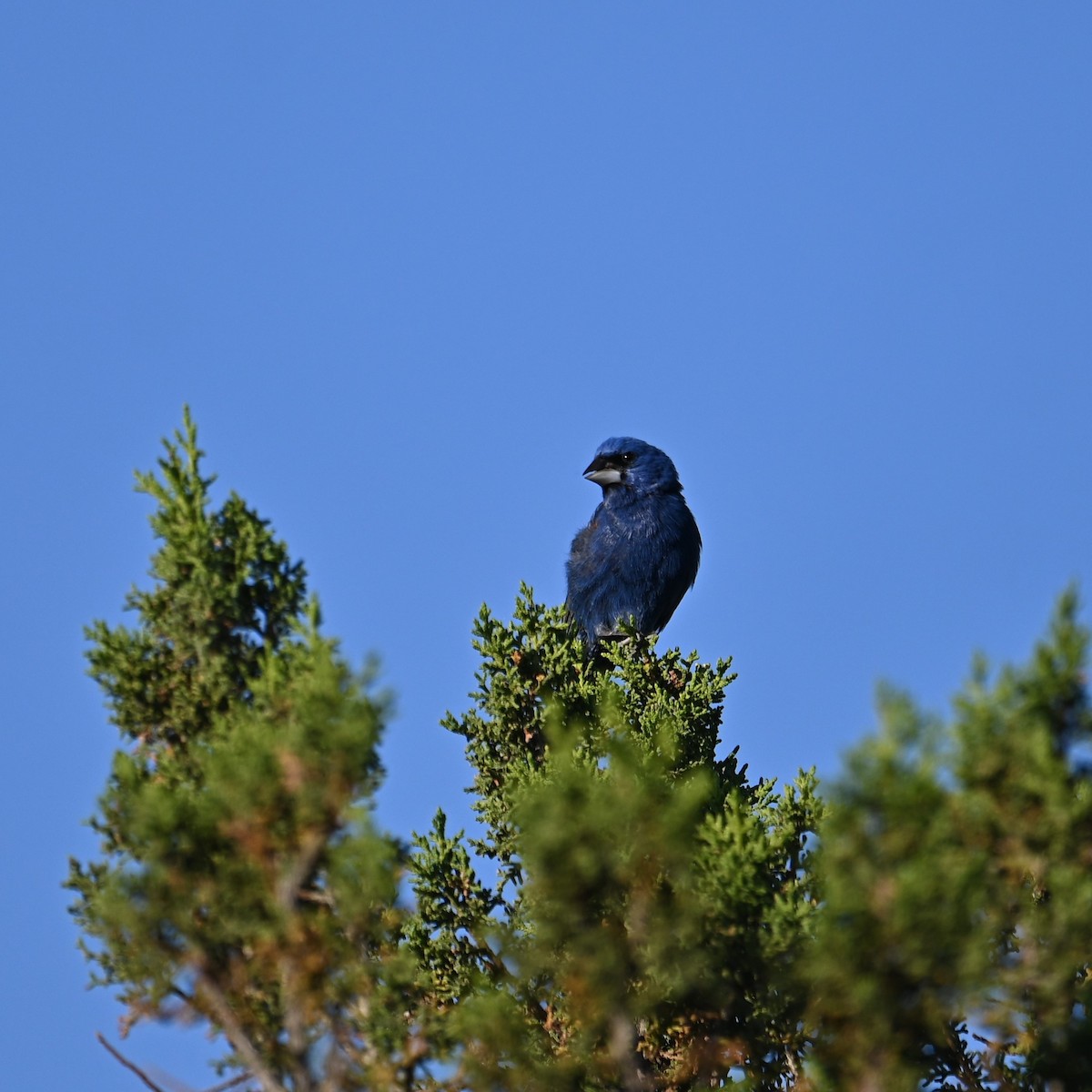 Blue Grosbeak - Ronnie Reed