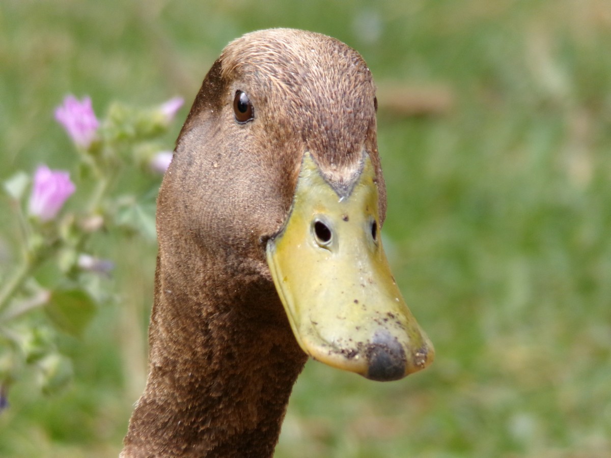 Mallard (Domestic type) - Ross Rabkin