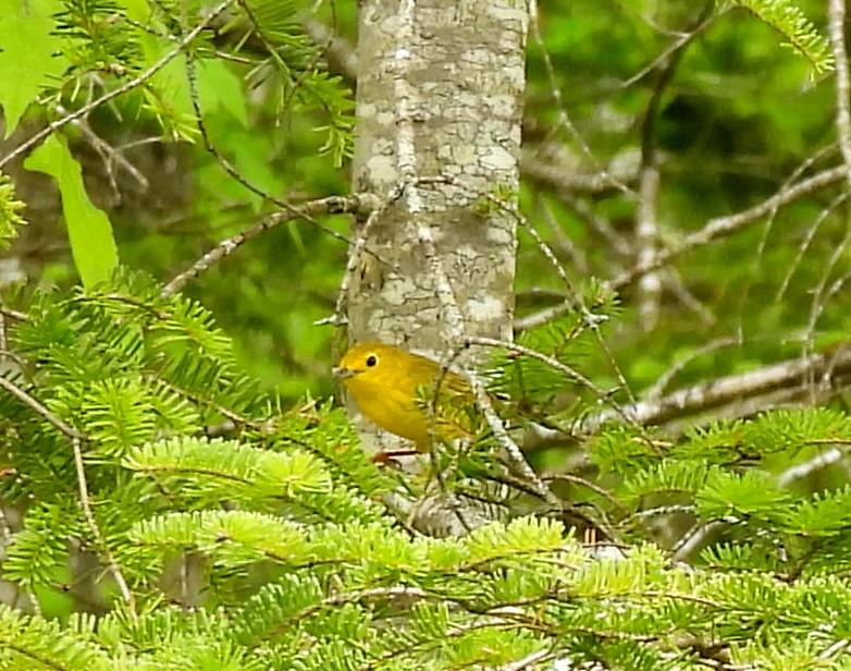 Yellow Warbler - Sharon Wilcox