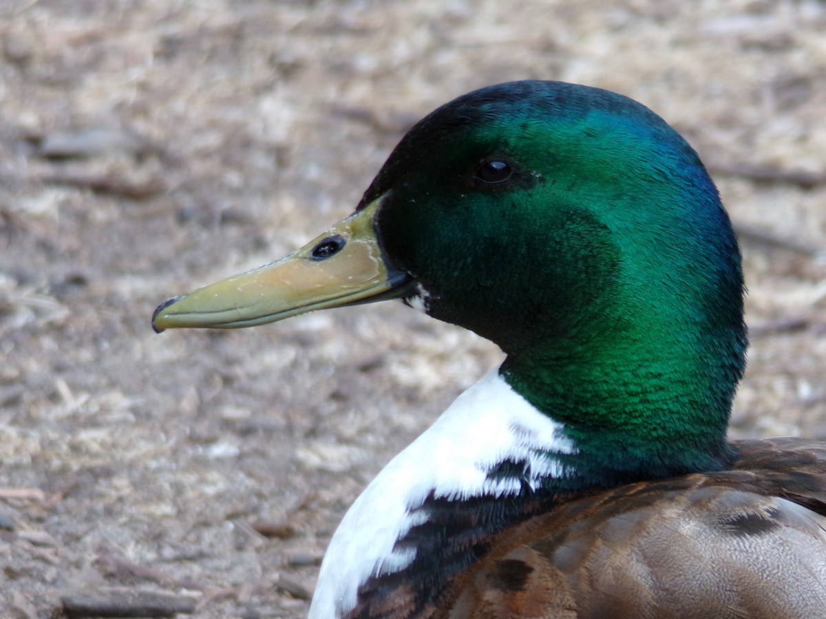 Mallard (Domestic type) - Ross Rabkin