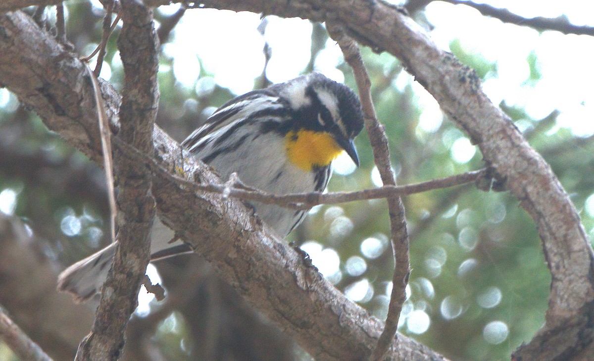 Yellow-throated Warbler - Curtis Marantz