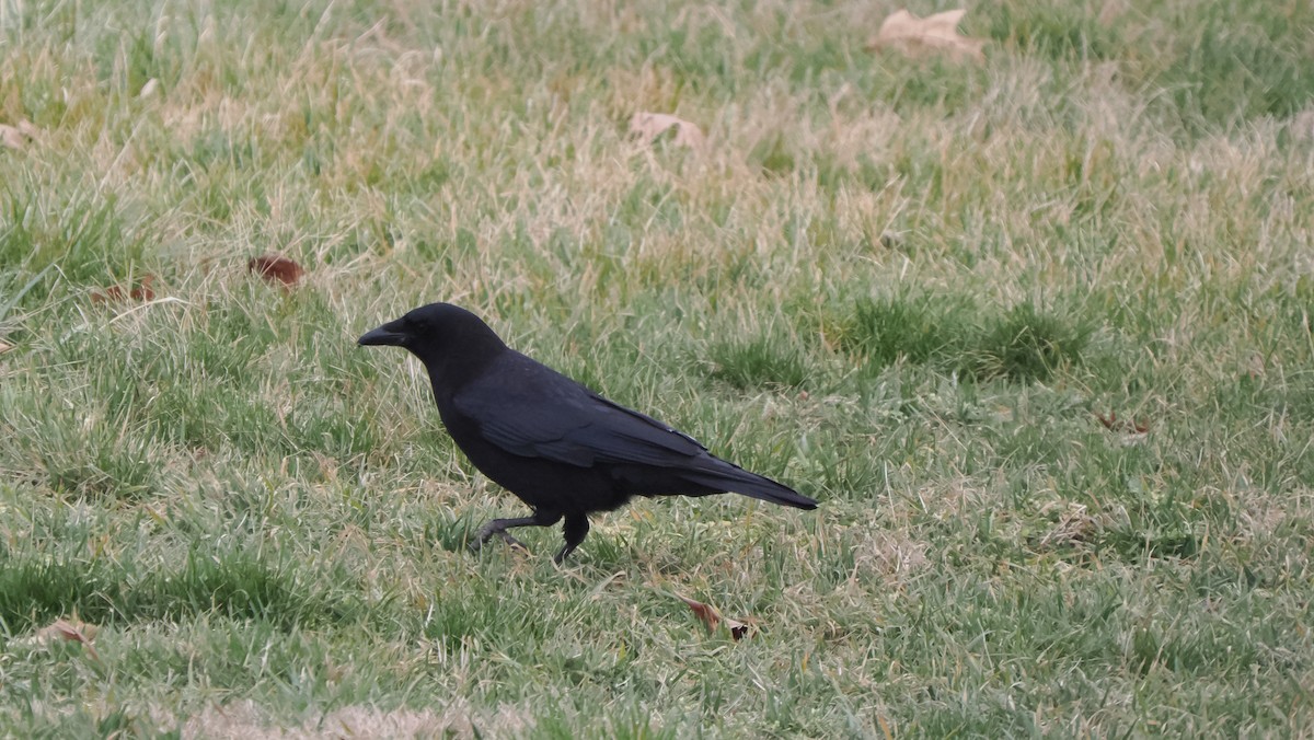 American Crow - ML619551035