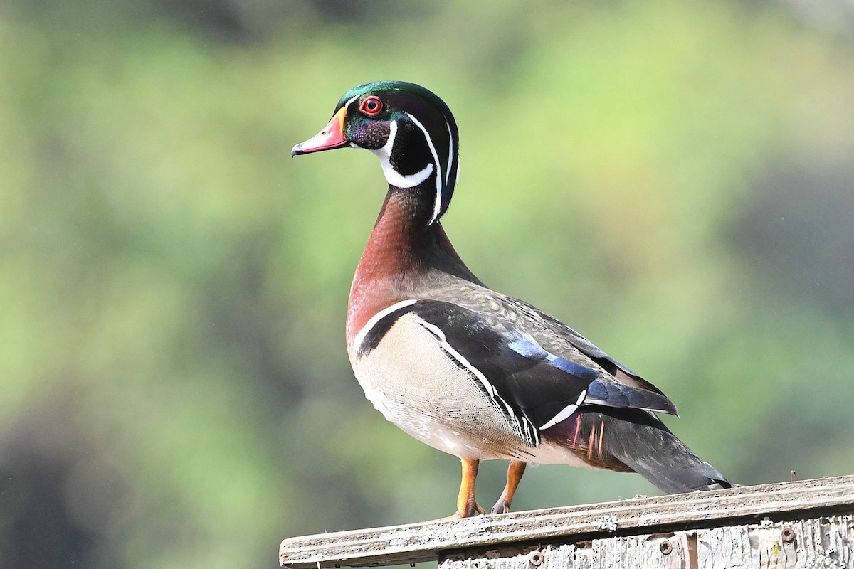 Wood Duck - ML619551036