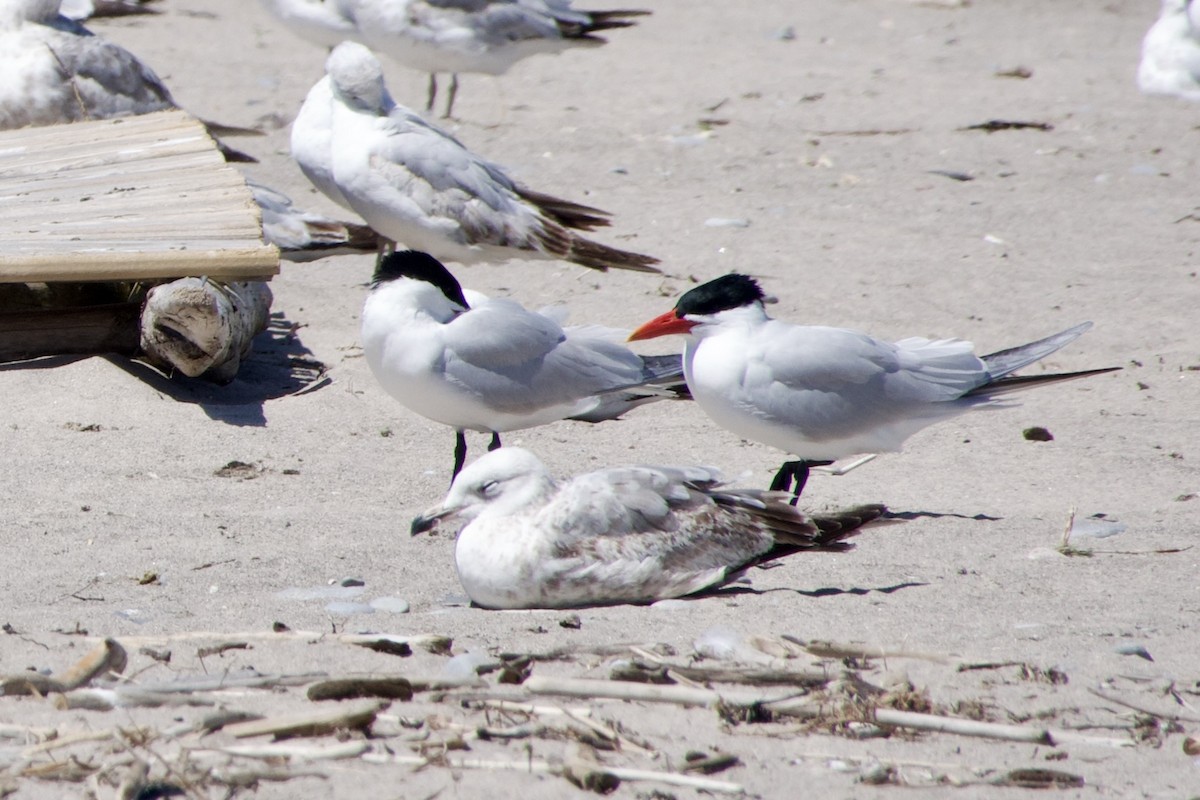 Caspian Tern - Jerry Horak