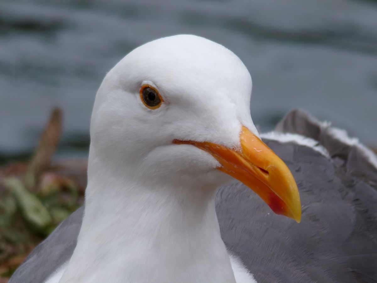 Western Gull - Ross Rabkin