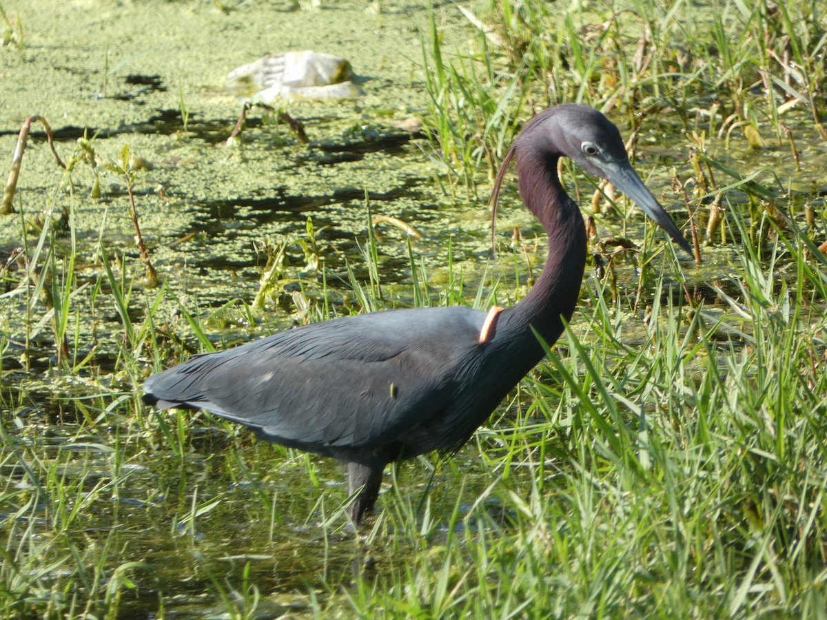 Little Blue Heron - Cecelia Dumois