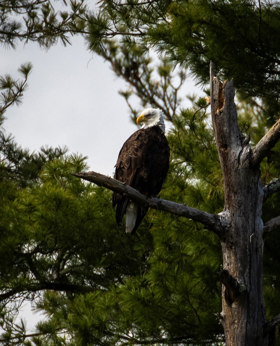 Bald Eagle - Tristan Ness