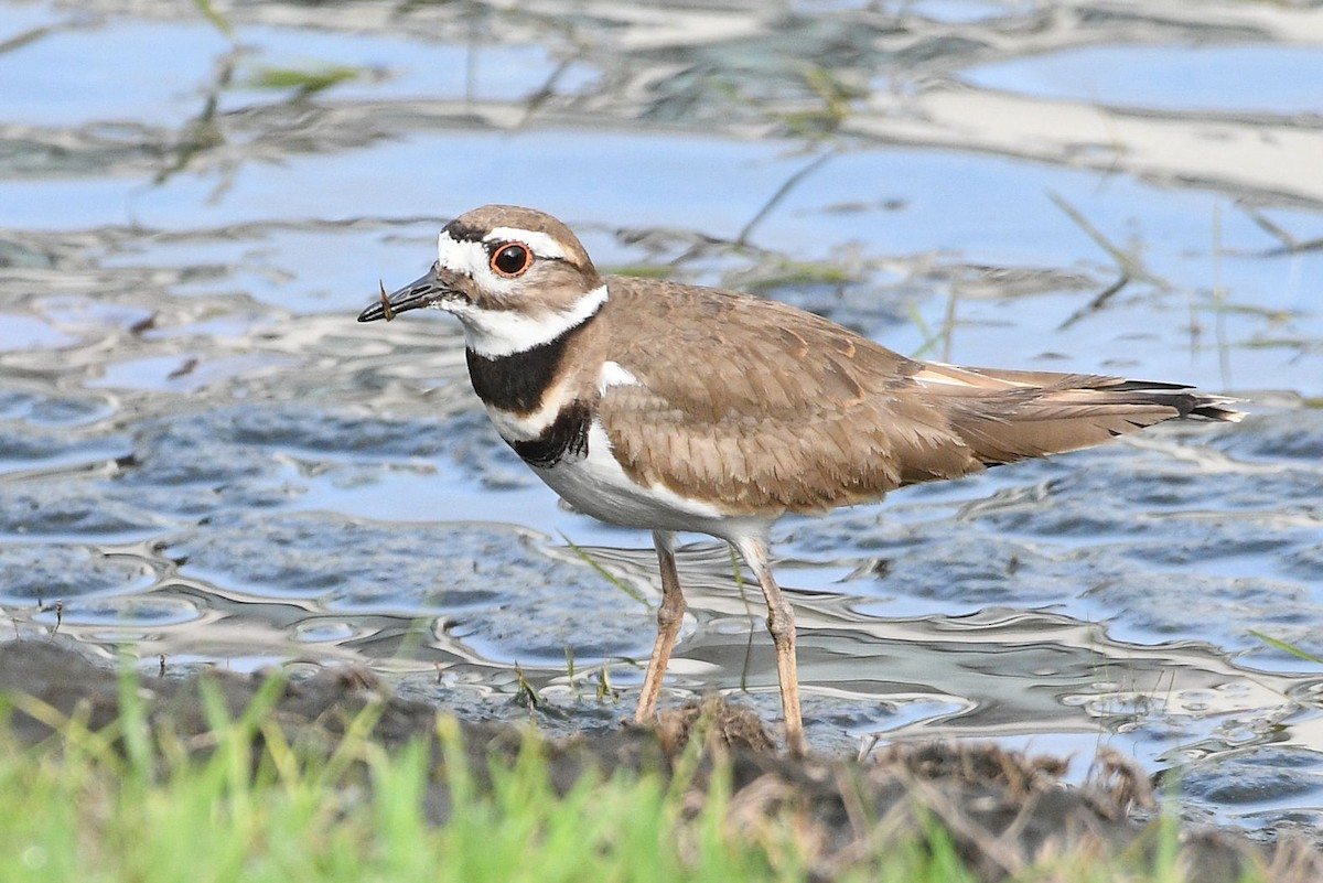 Killdeer - Lewis Gray